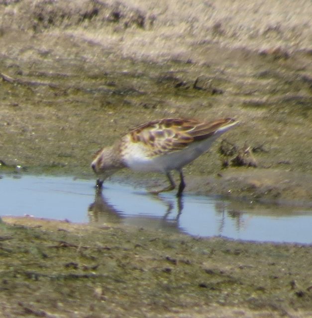 Least Sandpiper