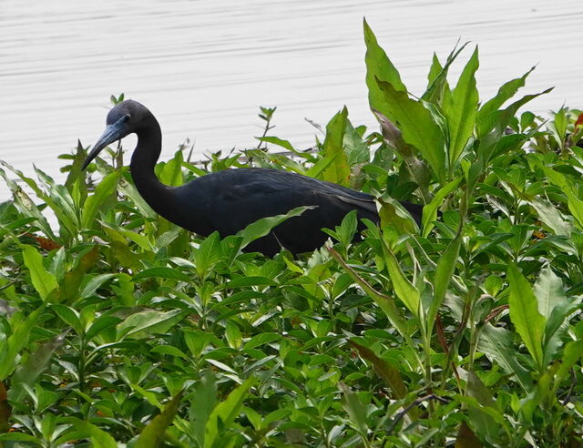 Little Blue Heron