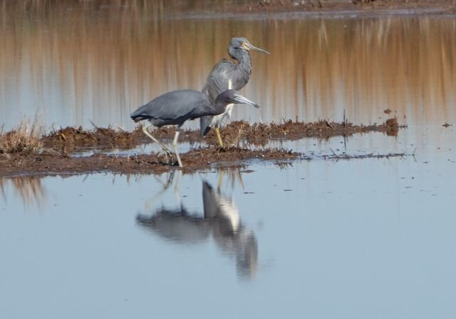 Little Blue Heron