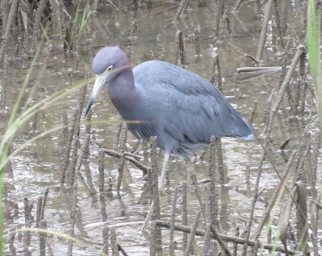 Little Blue Heron