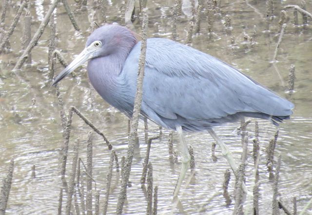 Little Blue Heron