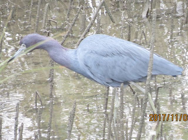 Little Blue Heron