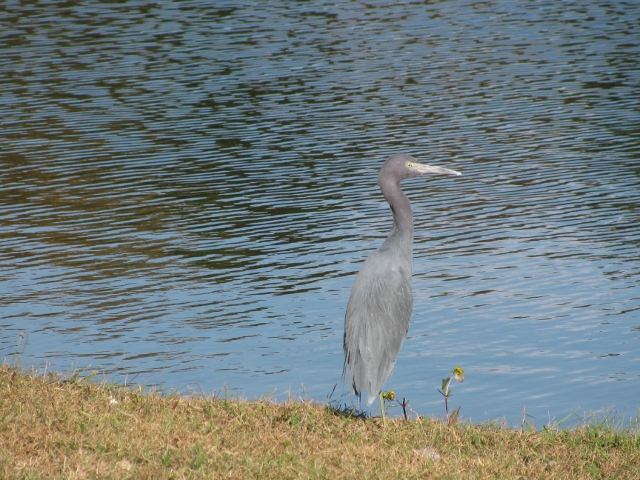 Little Blue Heron