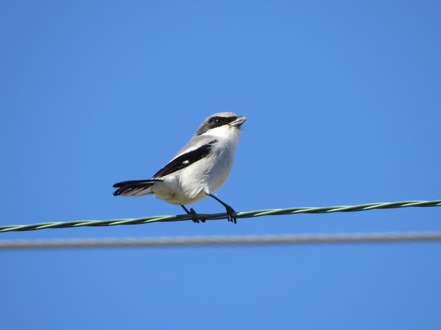 Loggerhead Shrike