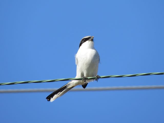 Loggerhead Shrike