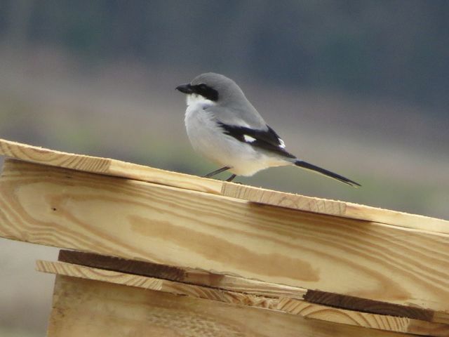 Loggerhead Shrike