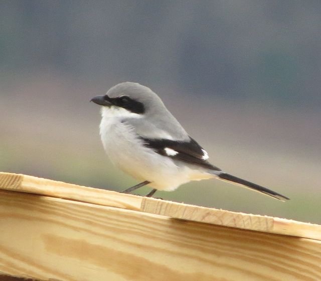 Loggerhead Shrike