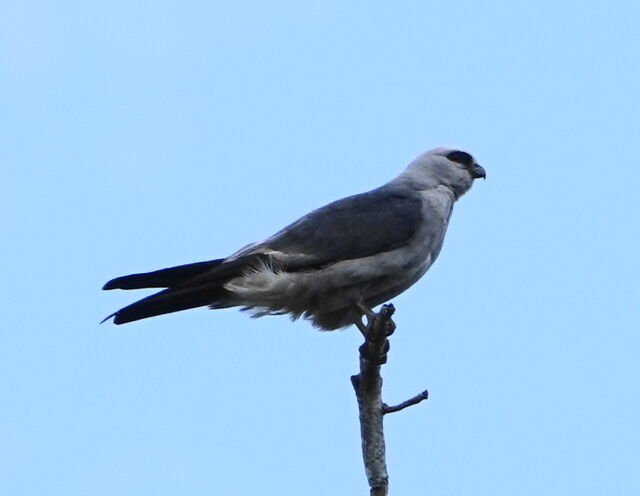 Mississippi Kite