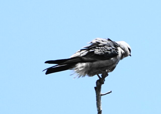 Mississippi Kite