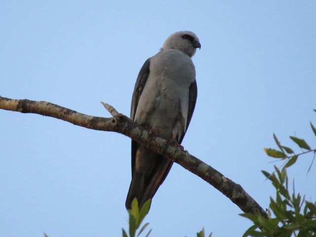 Mississippi Kite