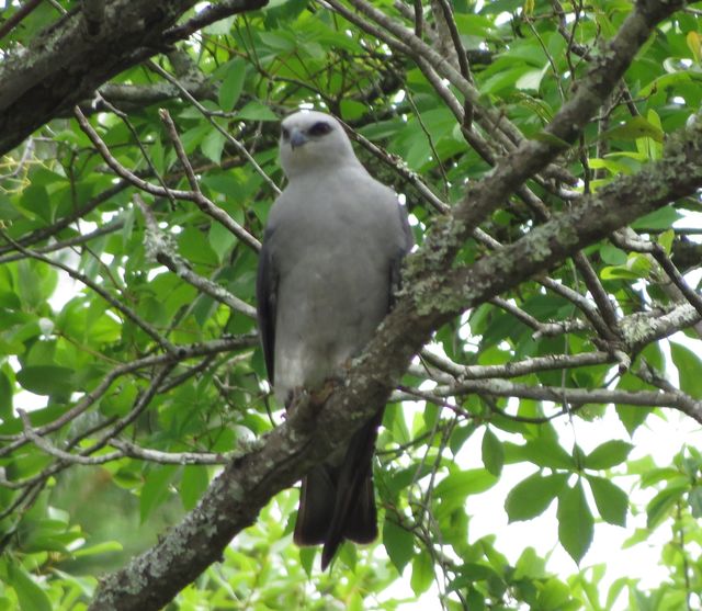 Mississippi Kite
