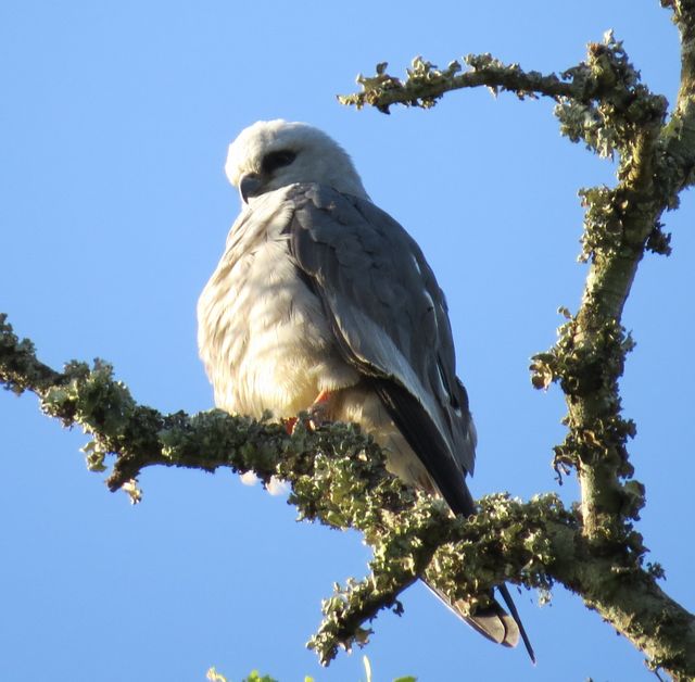 Mississippi Kite