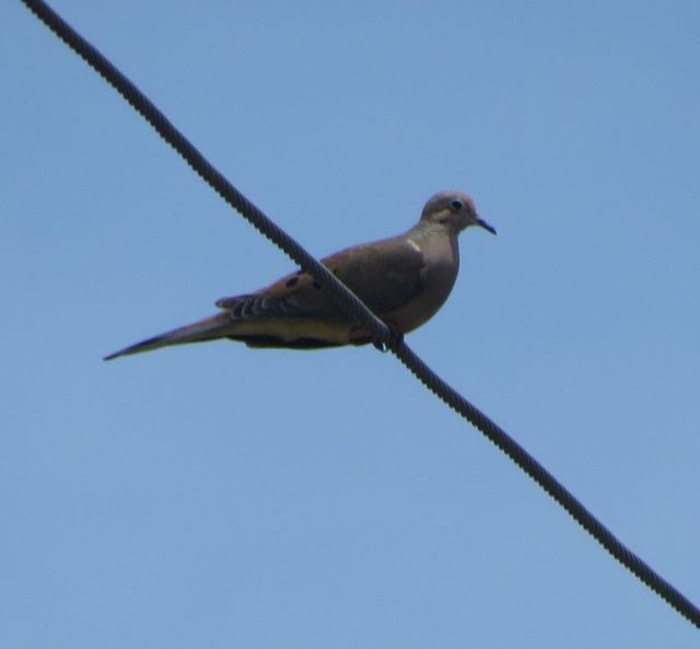 Mourning Dove