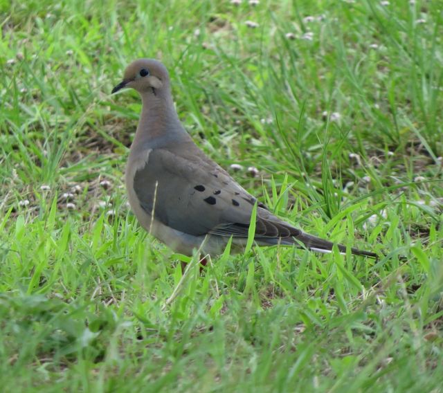 Mourning Dove