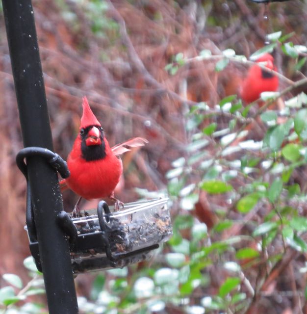 Northern Cardinal