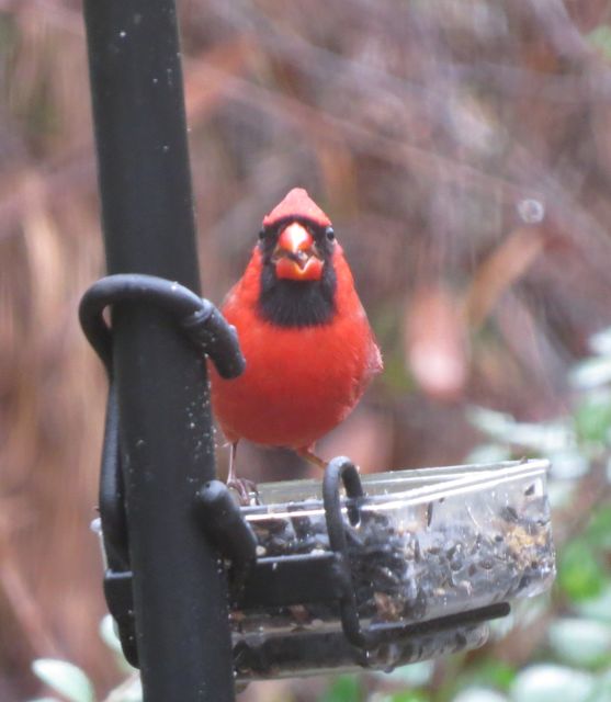 Northern Cardinal