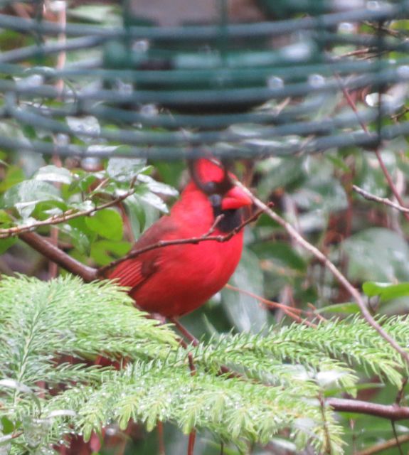 Northern Cardinal