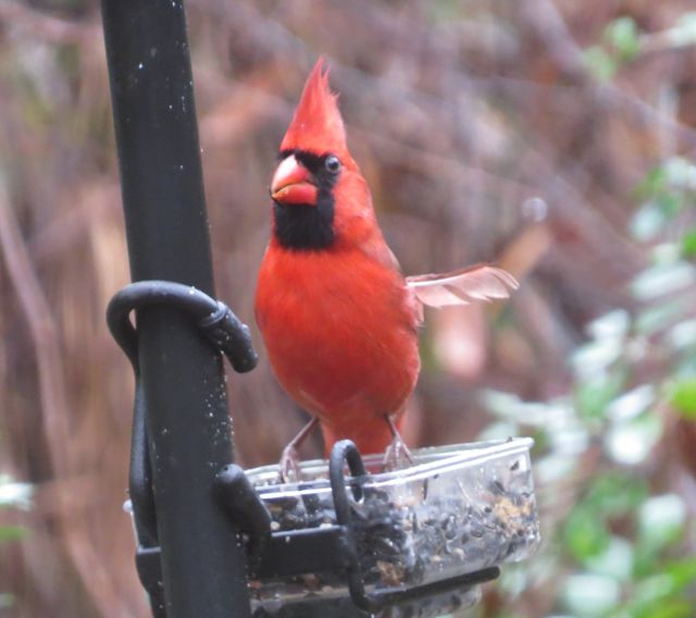 Northern Cardinal