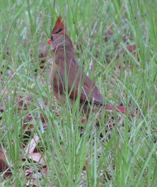 Northern Cardinal