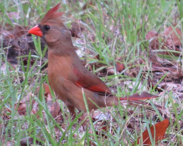 Northern Cardinal