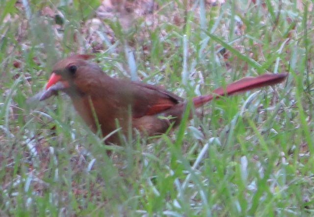 Northern Cardinal