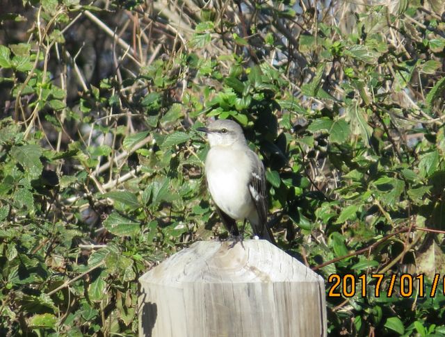 Northern Mockingbird