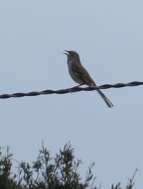 Northern Mockingbird