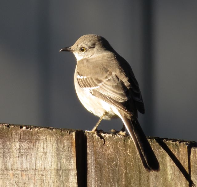 Northern Mockingbird
