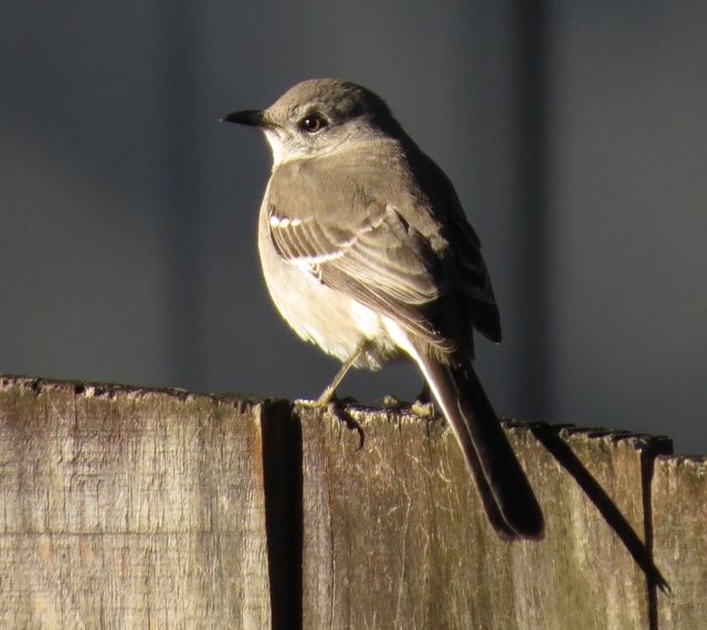 Northern Mockingbird
