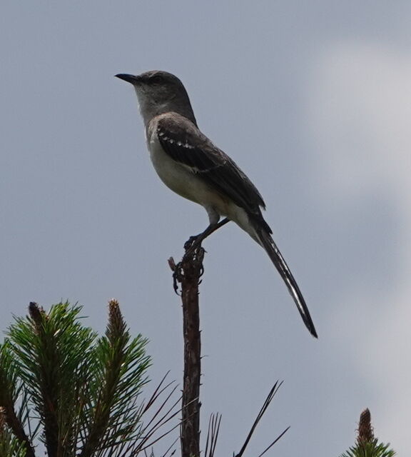 Northern Mockingbird