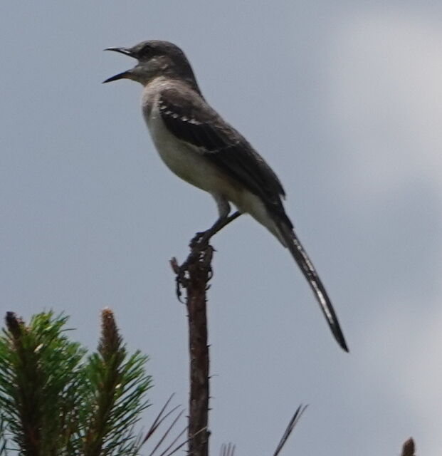 Northern Mockingbird