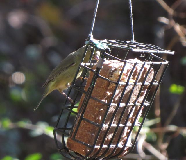 Orange-crowned Warbler