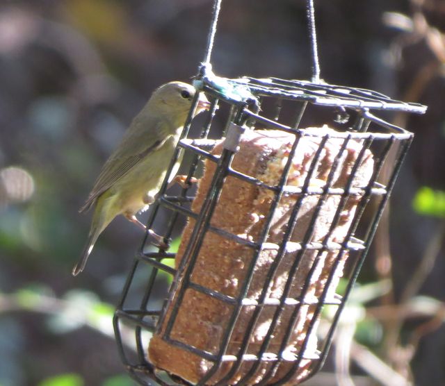 Orange-crowned Warbler