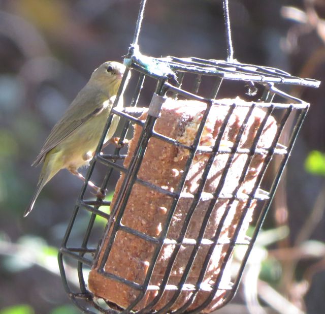 Orange-crowned Warbler