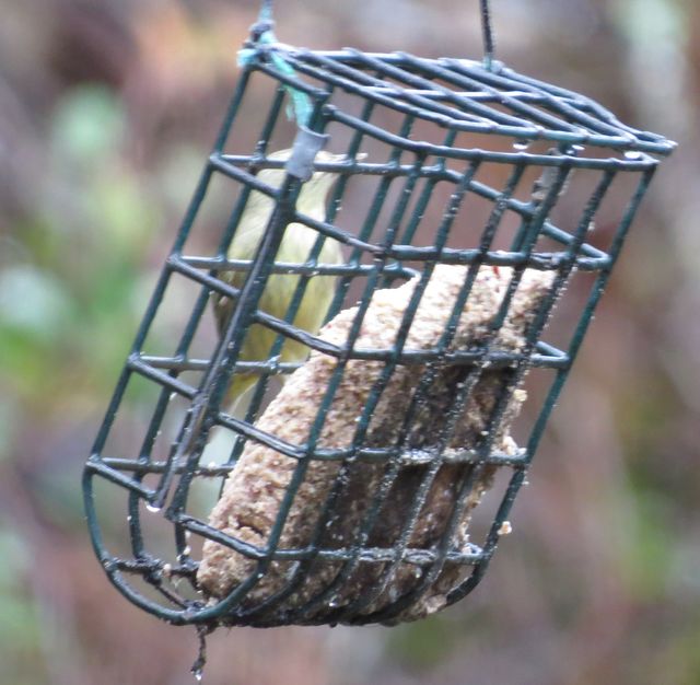 Orange-crowned Warbler