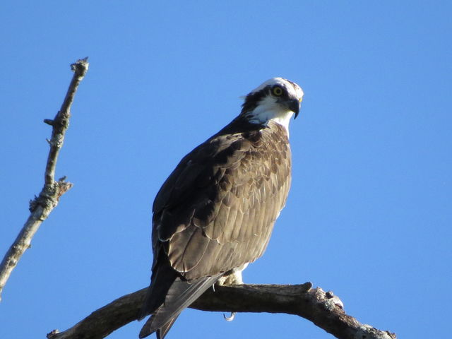 Osprey