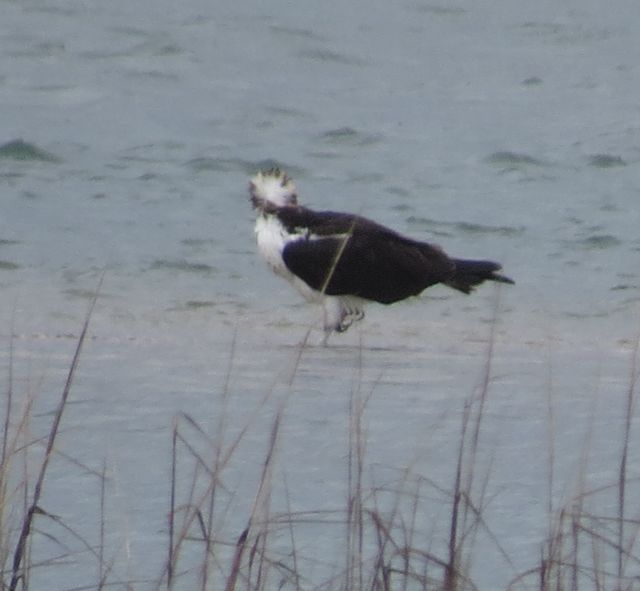 Osprey