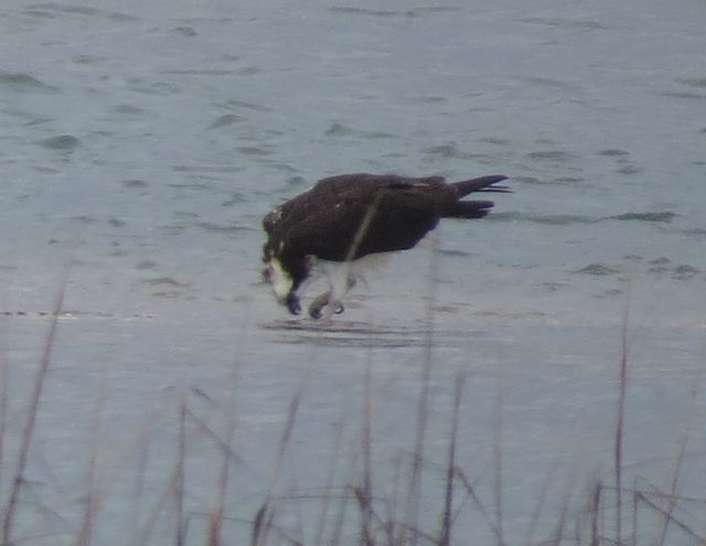 Osprey