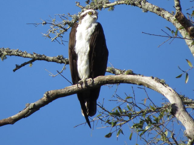 Osprey