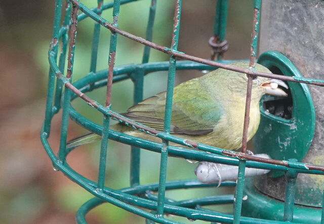 Painted Bunting