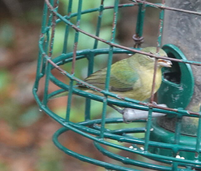 Painted Bunting
