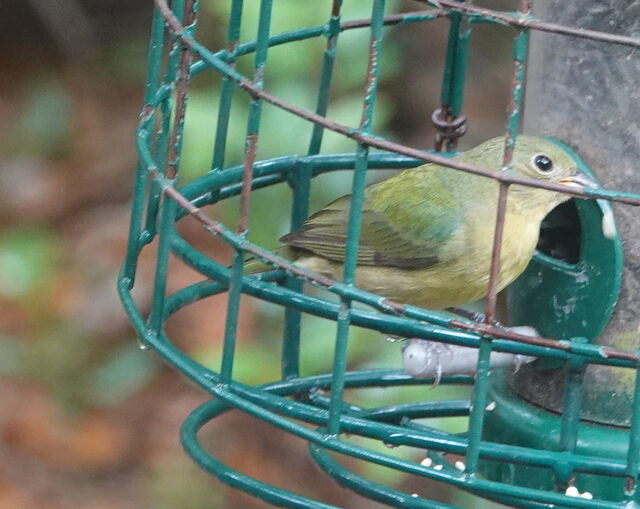 Painted Bunting