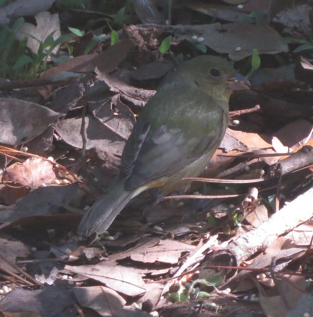 Painted Bunting