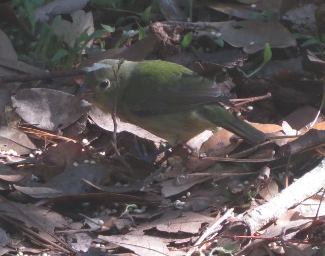 Painted Bunting