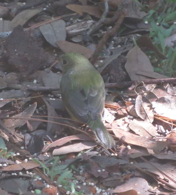 Painted Bunting