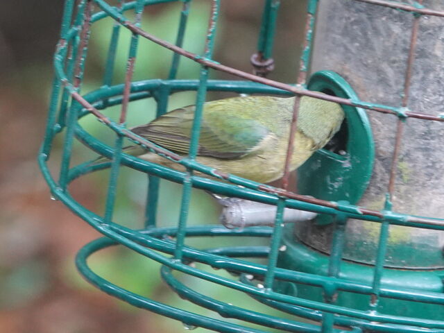 Painted Bunting