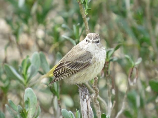 Palm Warbler