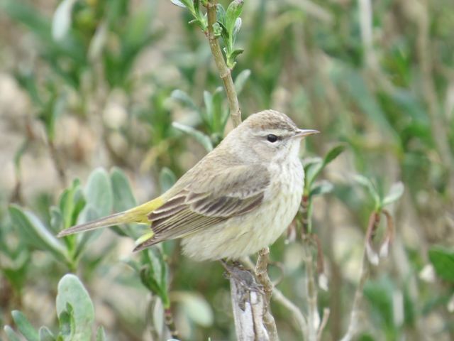 Palm Warbler