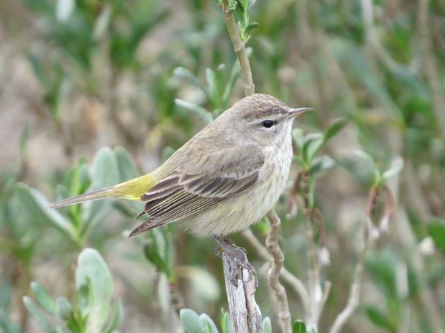 Palm Warbler