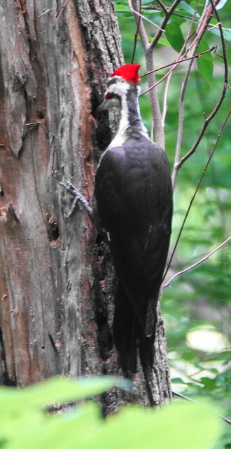 Pileated Woodpecker